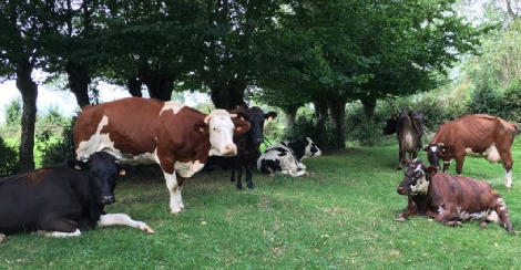 cows-in-the-field